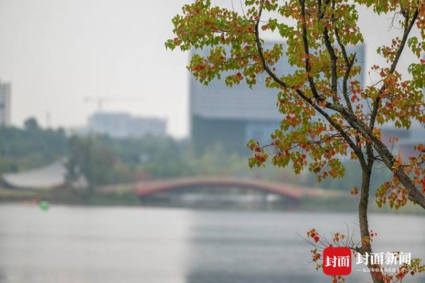 新股配资门户网 赏秋不跑远 成都多个城区公园也能看红叶｜图集